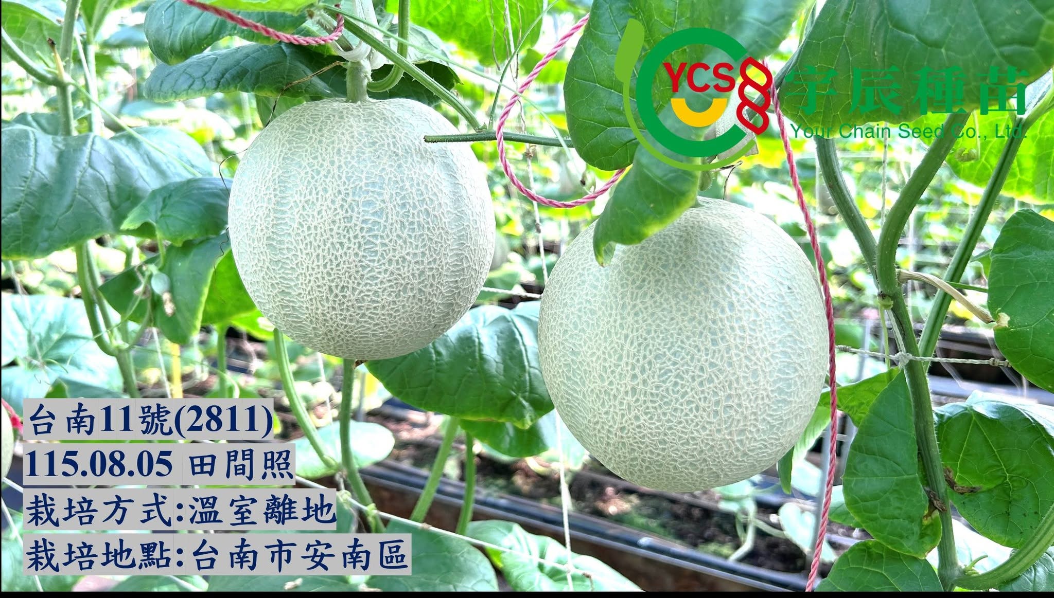宇辰種苗夏季耐熱試驗